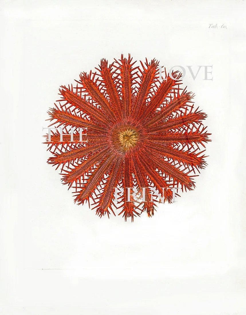 CORAL PRINT Ellis  Art Print 4 Beautiful Antique Sea Ocean Red Coral Nature to Frame Home Decoration Wall Hanging