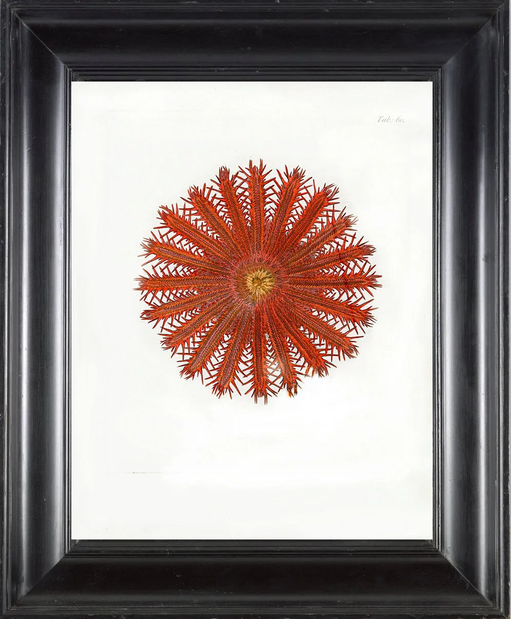CORAL PRINT Ellis  Art Print 4 Beautiful Antique Sea Ocean Red Coral Nature to Frame Home Decoration Wall Hanging