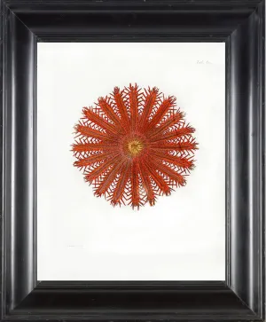 CORAL PRINT Ellis  Art Print 4 Beautiful Antique Sea Ocean Red Coral Nature to Frame Home Decoration Wall Hanging
