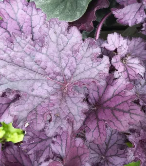 Forever® Purple Coral Bells
