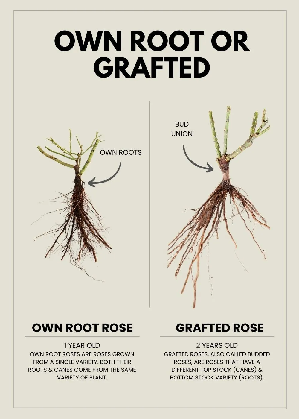 Liv Tyler™️ Rose Bare Root