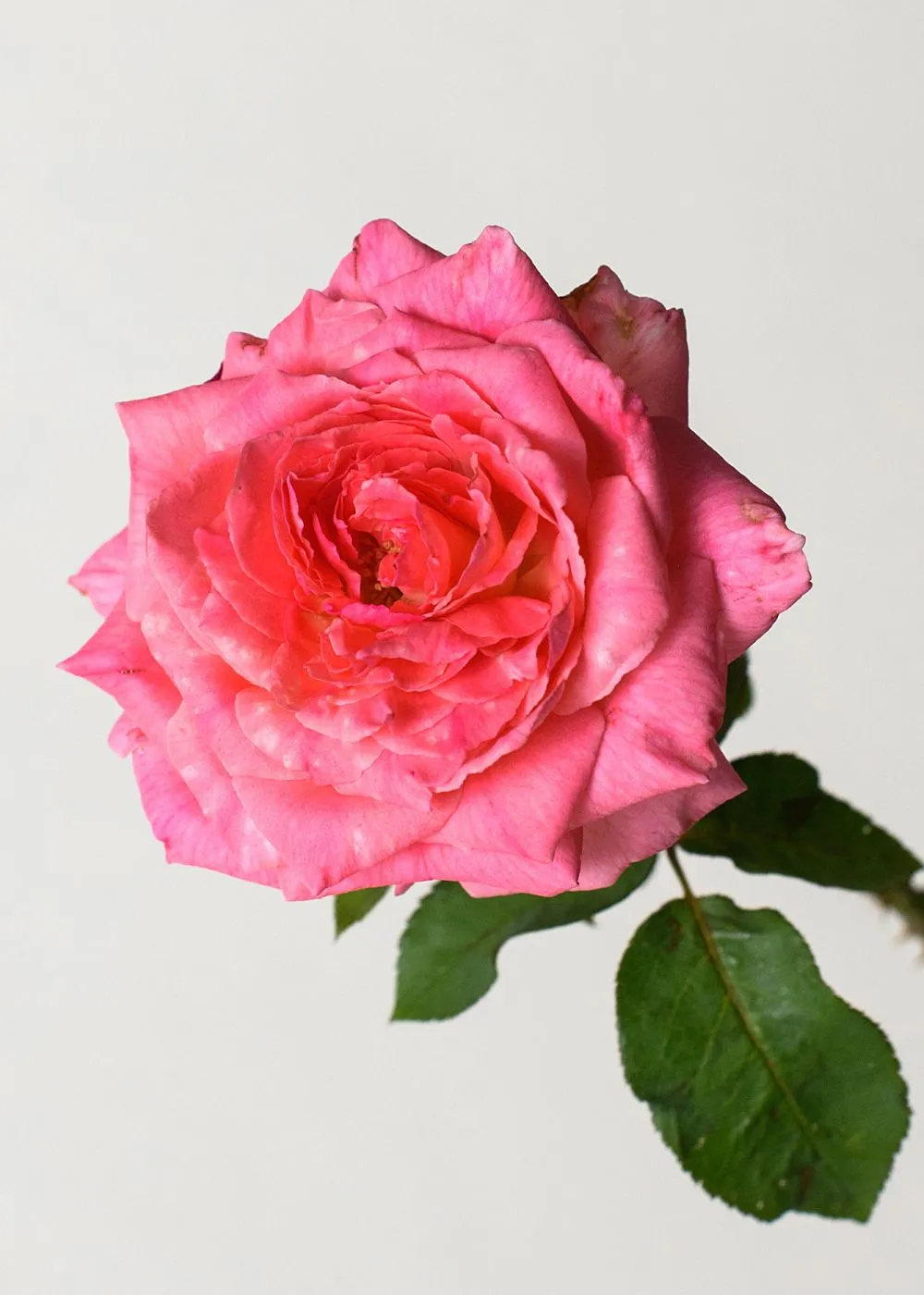Liv Tyler™️ Rose Bare Root