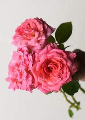 Liv Tyler™️ Rose Bare Root