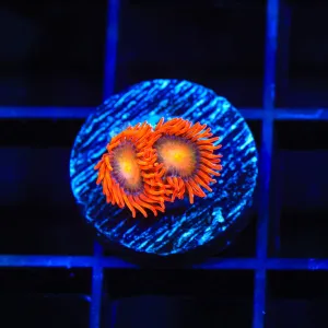 Lorax Zoanthids Coral