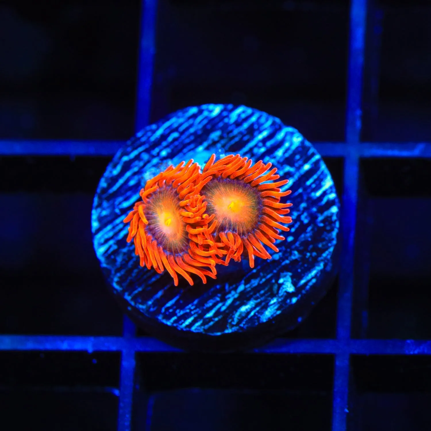 Lorax Zoanthids Coral