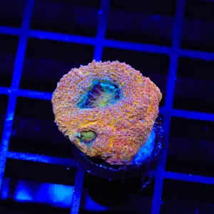 Rainbow Bowerbanki Coral