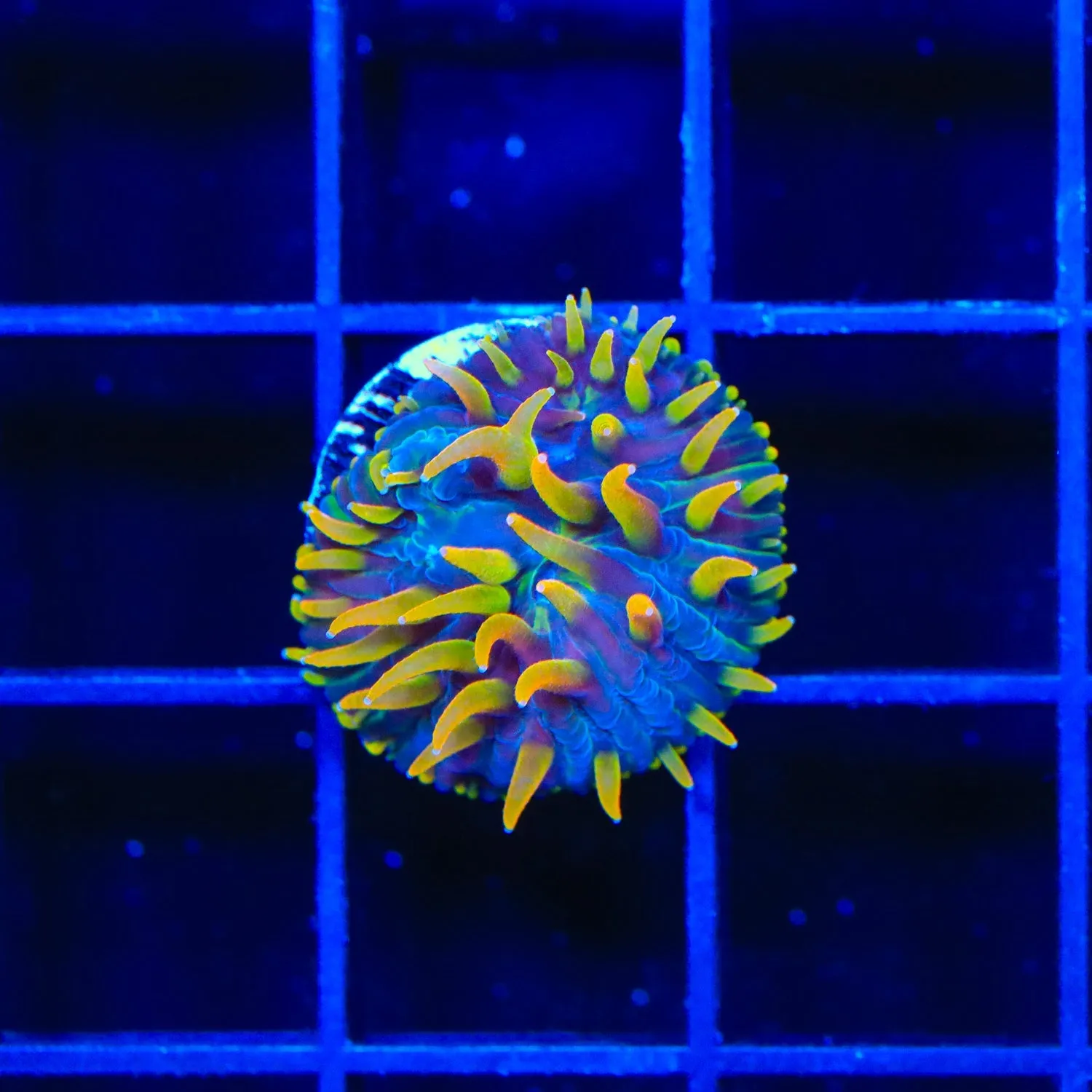 TSA Battletoads Aquacultured Plate Coral