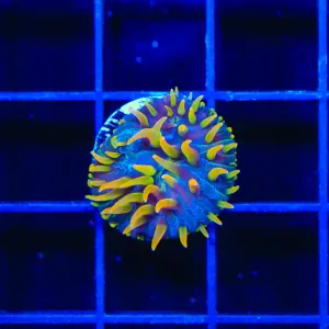TSA Battletoads Aquacultured Plate Coral
