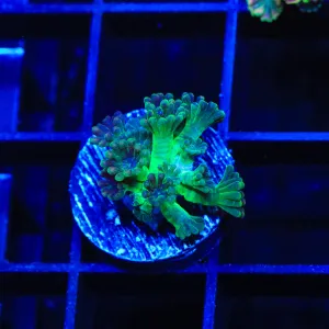 TSA Boomarang Alveopora Coral