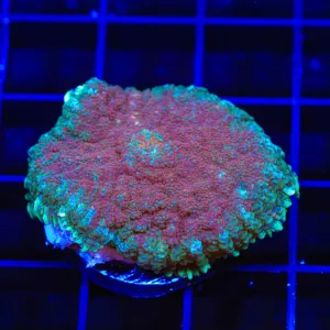 TSA Burning Fire Rhodactis Mushroom Coral