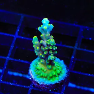 TSA Mile High Latistella Acropora Coral