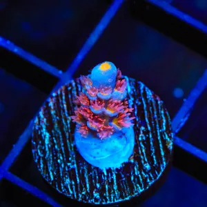 TSA Rocky Balboa Acropora Coral