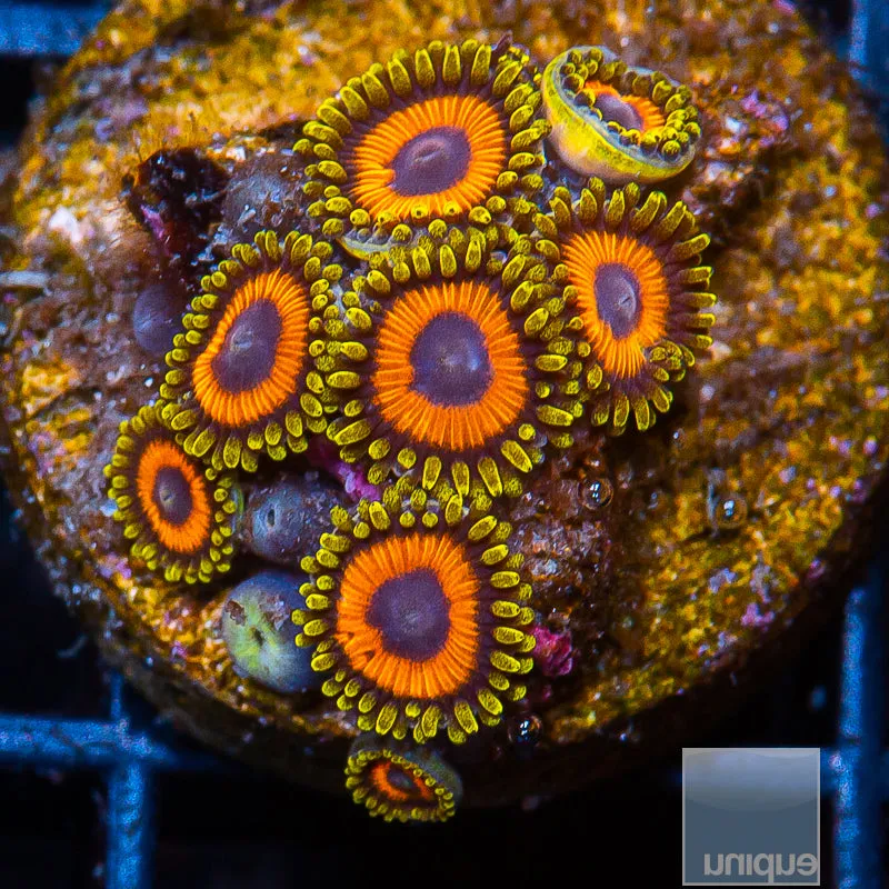 UC Fruit Loops Zoanthids - 8-9 Polyps Stock Frag