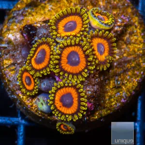UC Fruit Loops Zoanthids - 8-9 Polyps Stock Frag