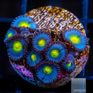 WWC AOI Zoanthids 4-5 Polyps Stock Frags